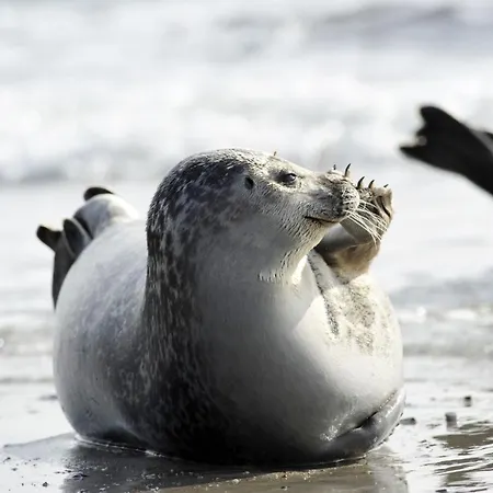 Am Sahlenburger As05 * Cuxhaven
