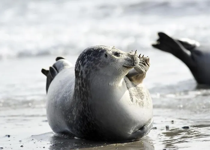 Am Sahlenburger As05 * 库克斯港